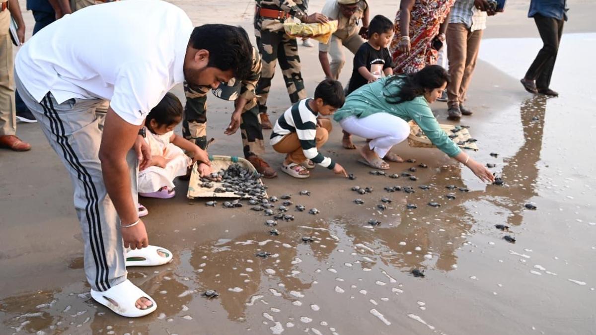 300 Olive Ridley turtle hatchlings released into sea in Konaseema