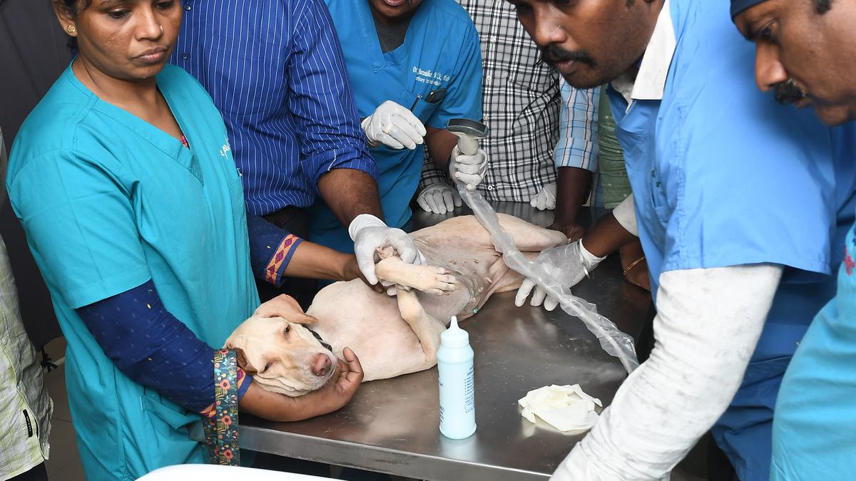 Continuing education programme for start-up veterinarians conducted