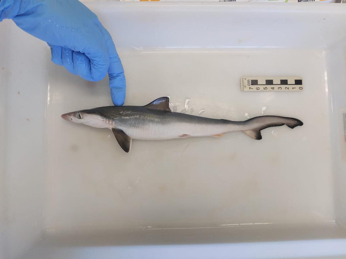 A Brazilian Sharpnose Shark (Rhizoprionodon Lalandii) is being analysed at a laboratory in Rio de Janeiro, Brazil, in this handout picture made available on July 23, 2024.