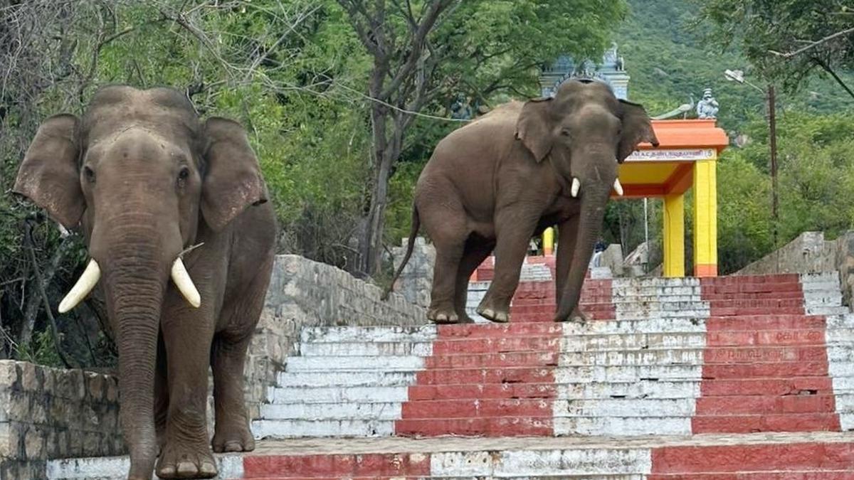 Devotees cautioned about frequent movement of wild elephants at Maruthamalai in Coimbatore