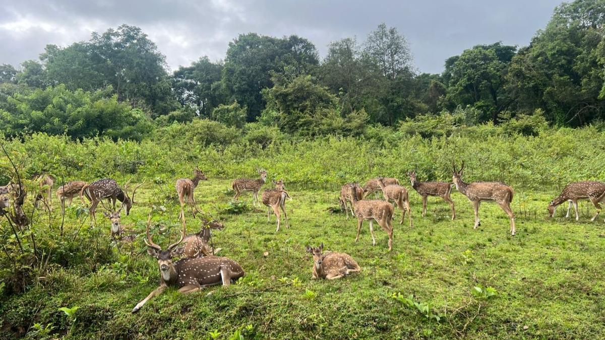 28 spotted deer dot every sq. km of Nagarahole Tiger Reserve