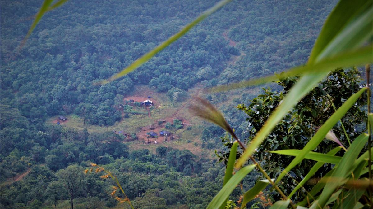 Tree cover loss: NGT seeks response from all states, UTs