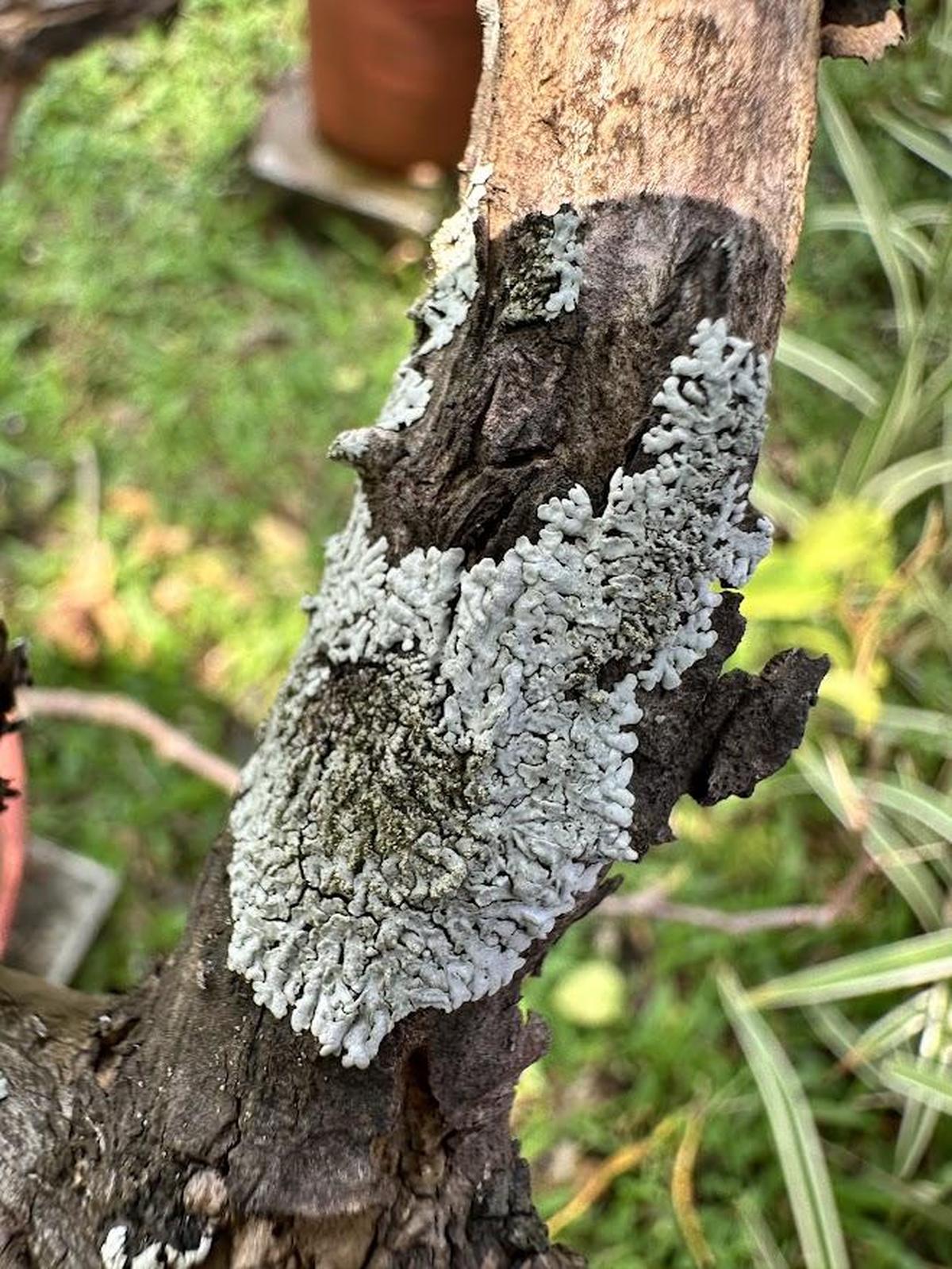 Uno dei licheni registrati al Subhash Chandra Bose Park