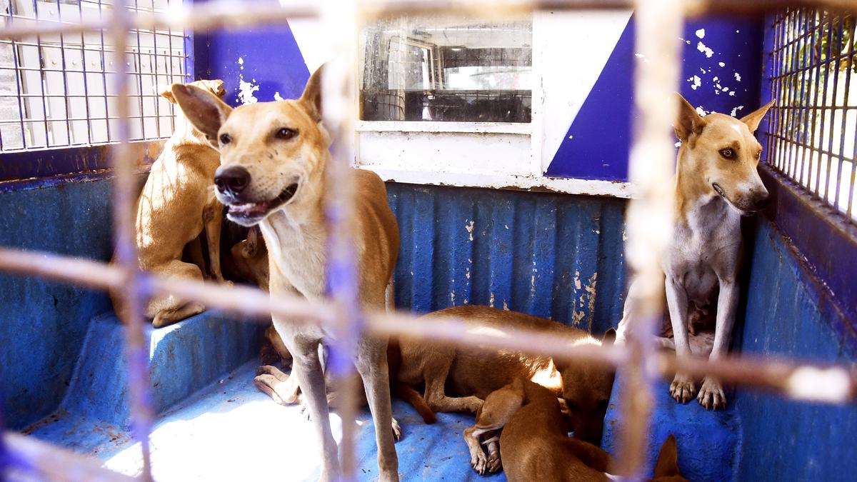 Stray dog vaccination drive far from achieving target The Hindu