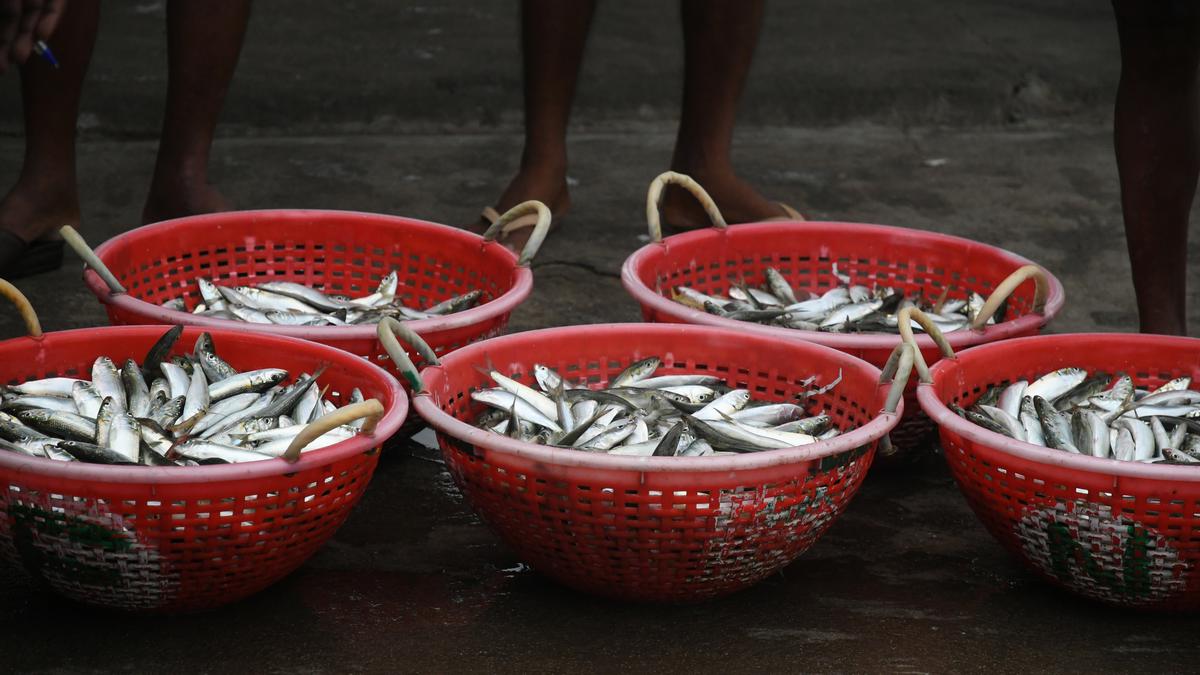 Kerala University of Fisheries and Ocean Studies to hold workshop on fisheries development