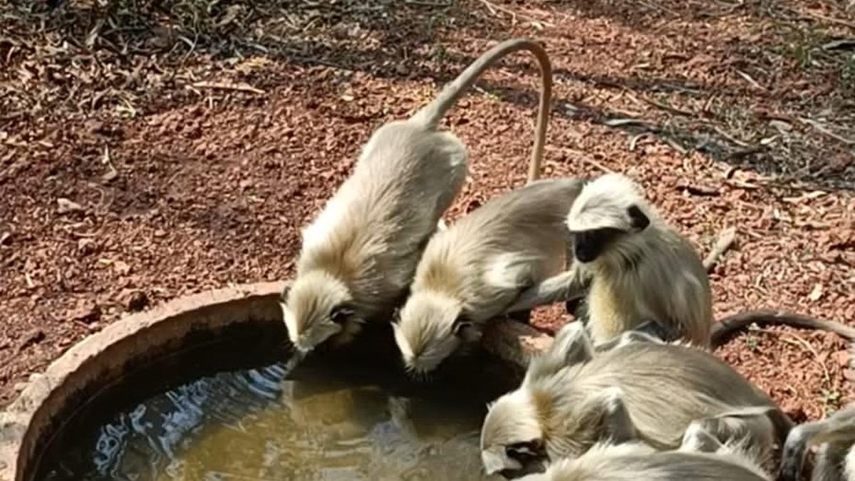 Quenching the thirst of wild animals in the deep forests of Bidar district