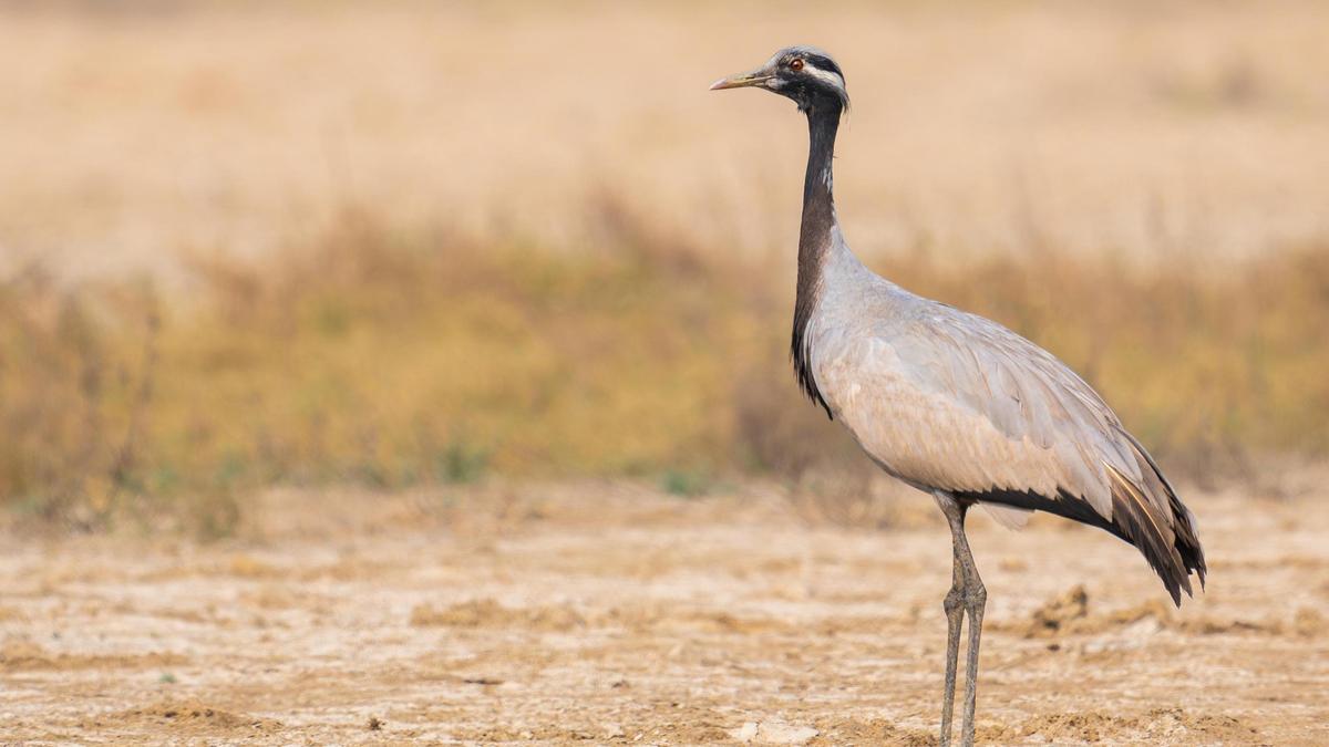 A ‘ballerina’ shows up at Nemmeli Salt Pans
