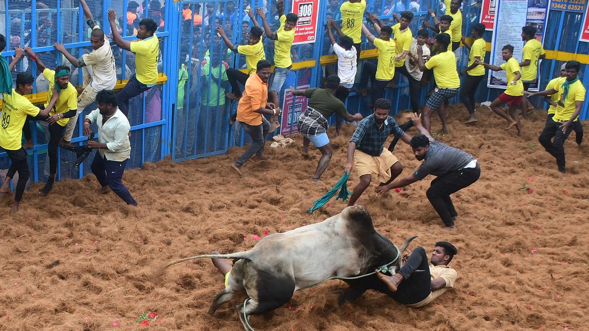 Jallikattu | Bullish on sport, now safety too