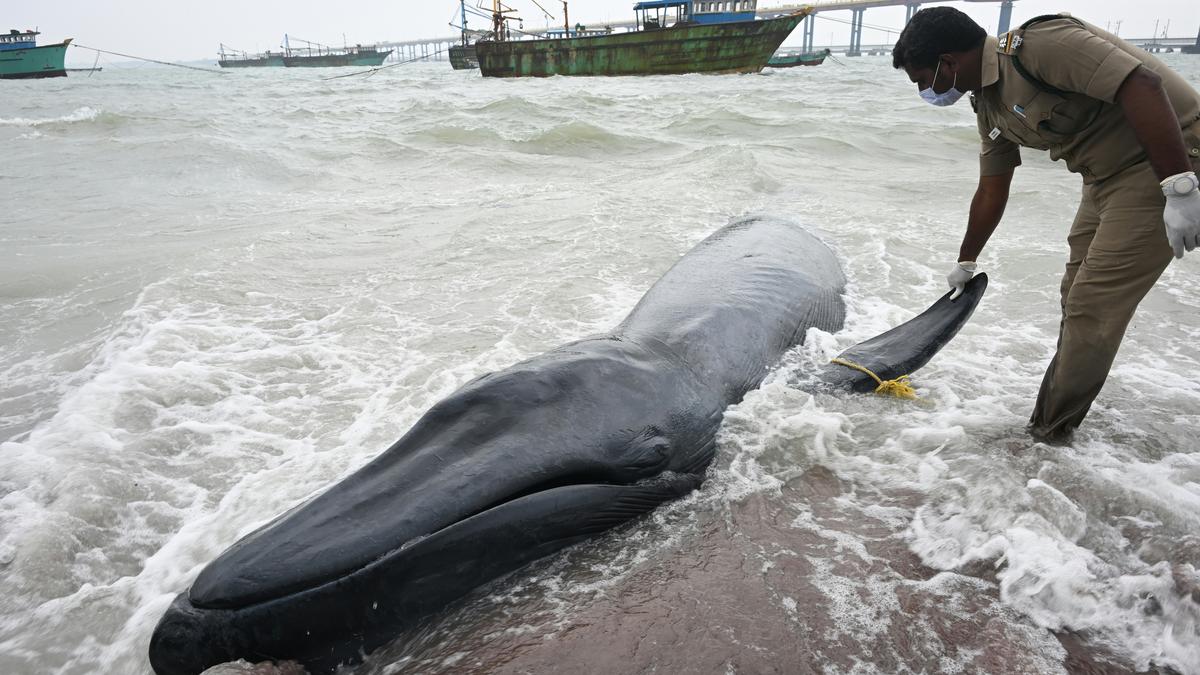 Carcass of 20-feet-long whale washed ashore near Pamban
