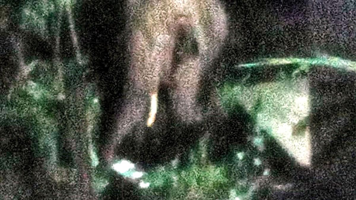 Wild tusker tries to attack ration shop