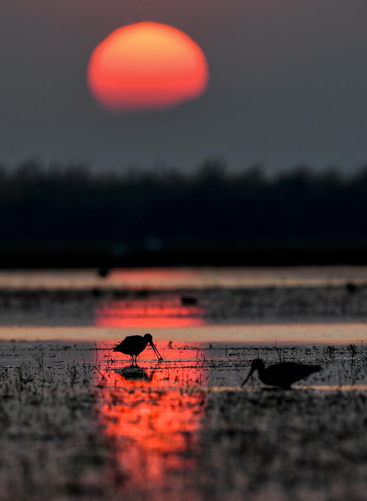  A godwit with a catch as the sun sets over Mangalajodi, northeastern edge of Chilika Lake in Odisha.