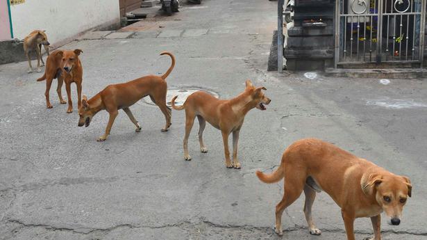 D. R. Nagar residents seek measures to control stray dog menace