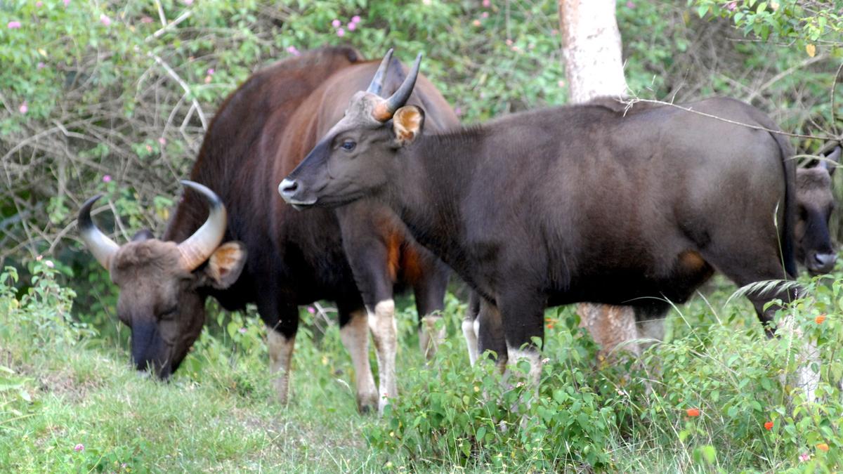 A rinderpest outbreak devastated the gaur population of Mudumalai in 1968