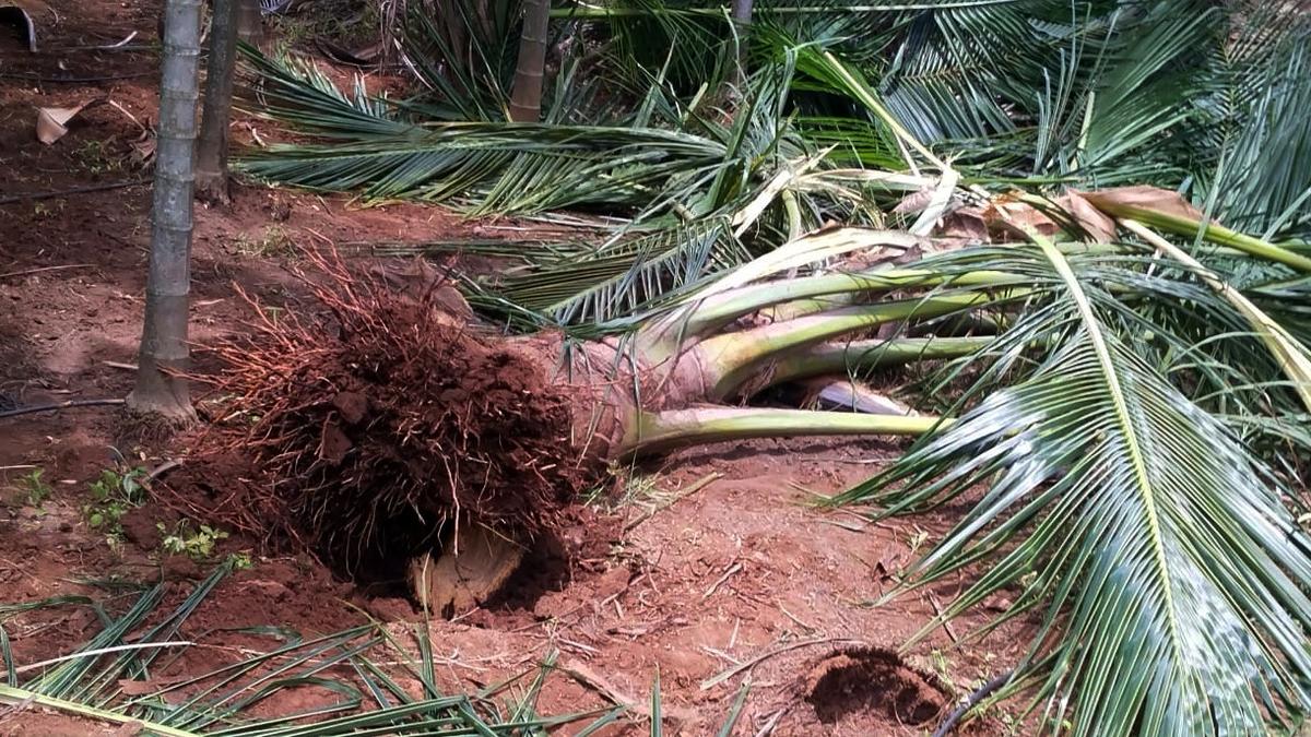 Wild elephants damage 30 coconut trees near Coimbatore