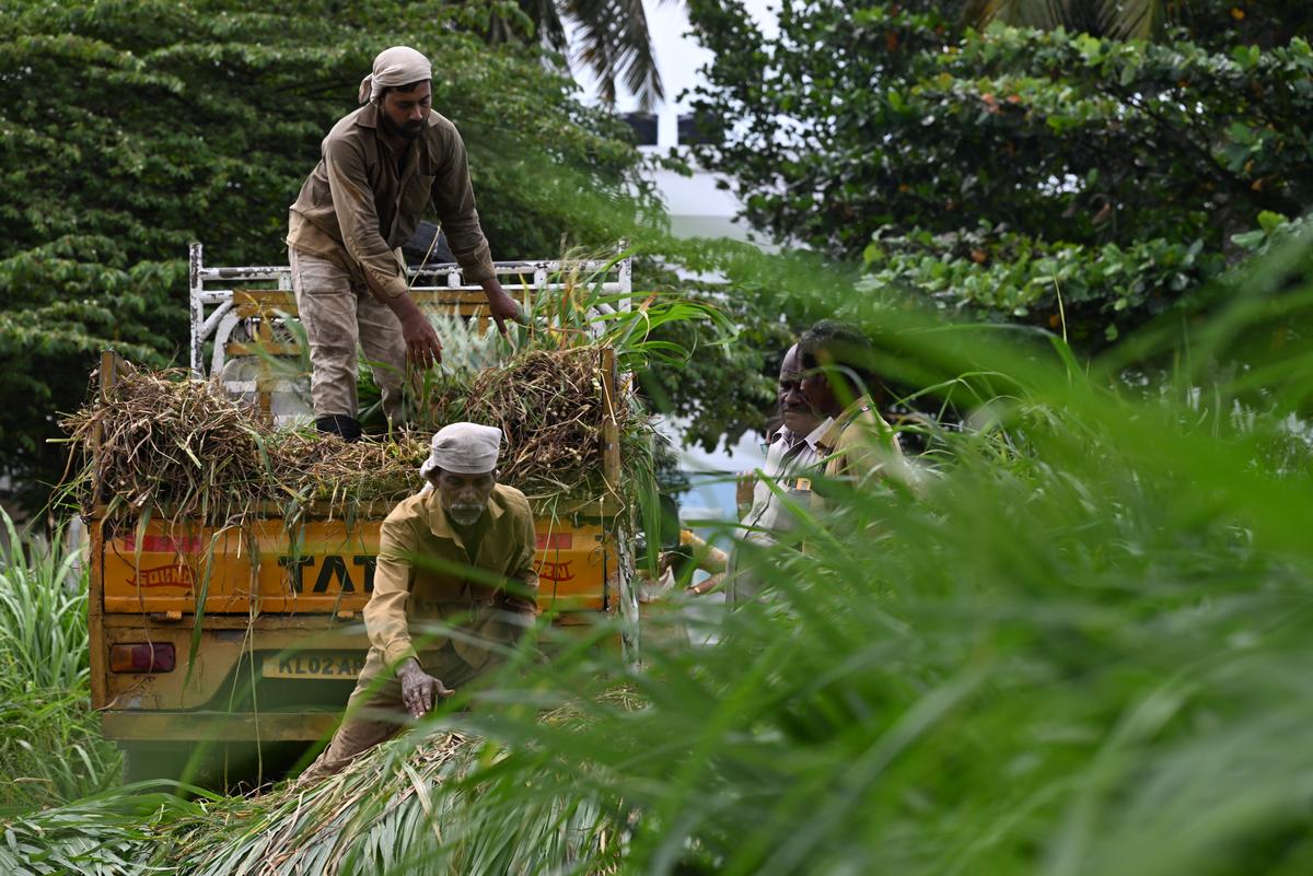 Fodder grass being loaded into a mini truck from the State Fodder Farm at Valiyathura in Thiruvananthapuram 