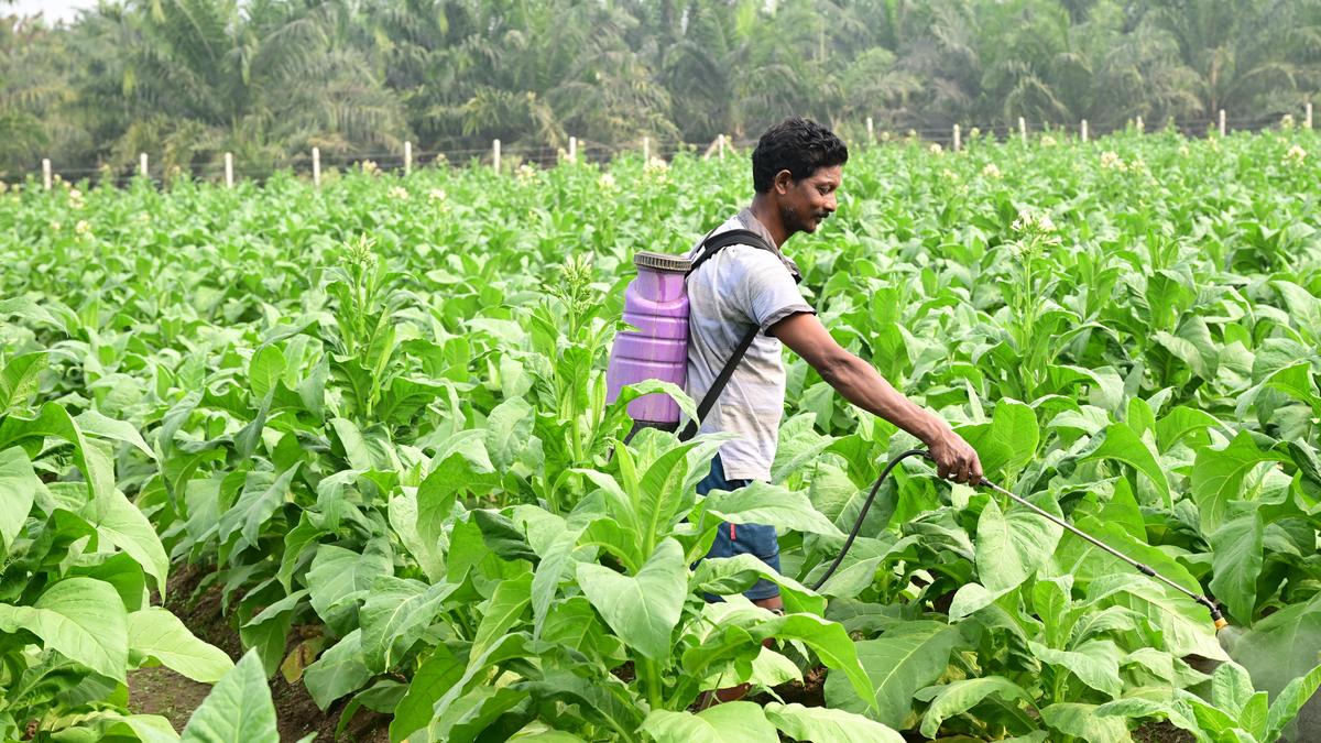 Zero excise duty on unbranded raw Tobacco welcomed by Andhra Pradesh - The Hindu by Authors