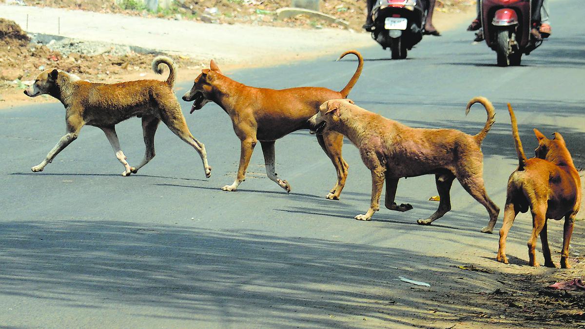Lawyer’s encounter with strays triggers debate in SC on dangers of dog attacks