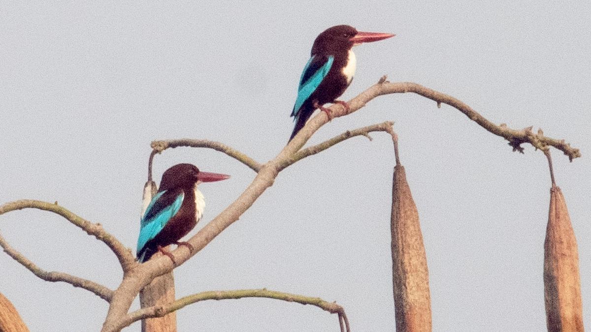 70 species recorded during campus bird count at Nitte Deemed to be University in Mangaluru