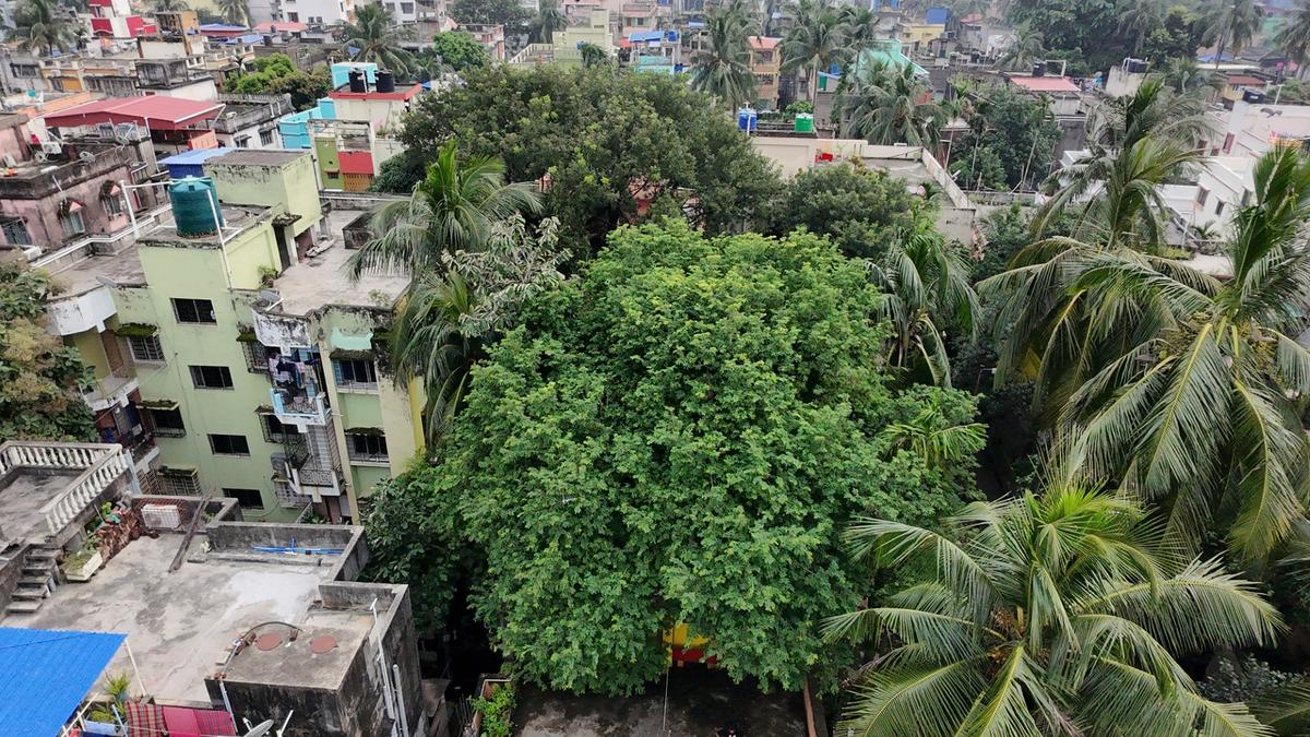 Movement to save tamarind tree planted by freedom fighter stirs Kolkatans