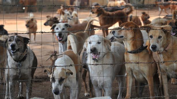 Sterilisation, vaccination programmes fail to make headway