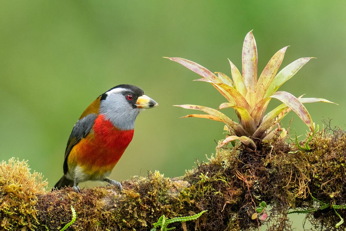 Toucan Barbet 