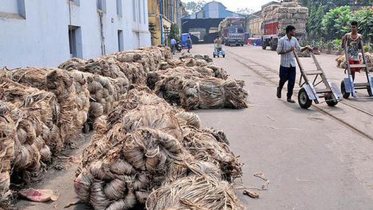 ‘Jute production to be 20% lower this year on floods’