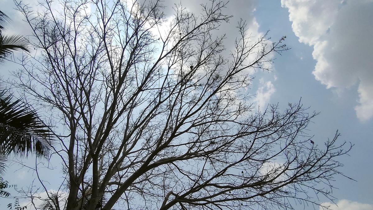 No heat wave conditions in India for next 5 days: IMD