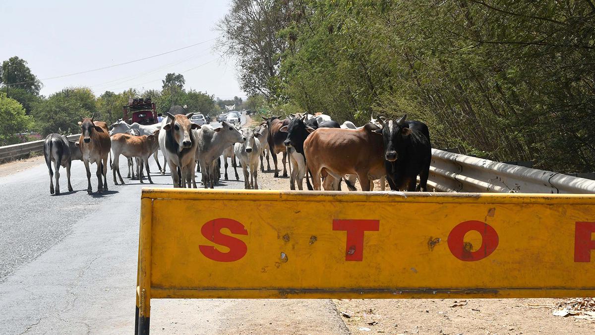 Over 900 deaths in accidents caused by stray cattle in Haryana in five years