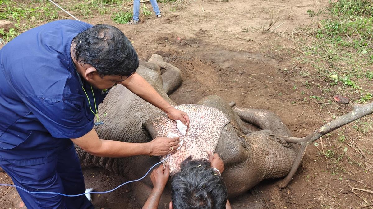 Health of sick elephant being monitored in Coimbatore