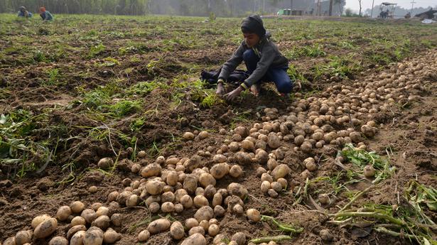 Spike in production of vegetables, fruits: Centre