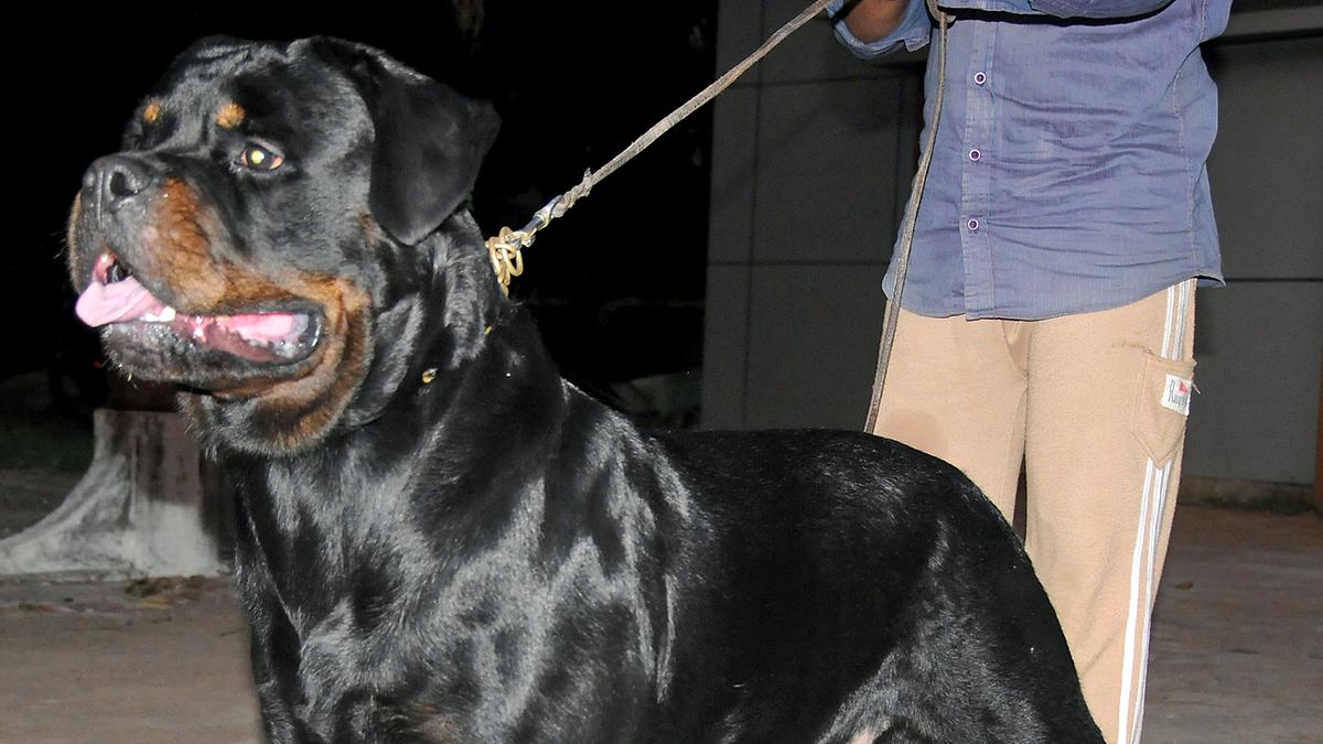 Karnataka High Court stays ban imposed on 23 ‘ferocious and dangerous’ dog breeds