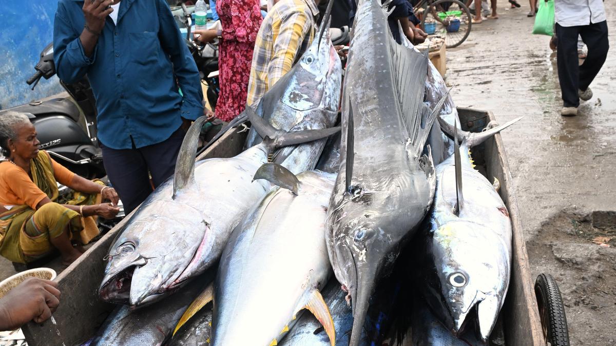 Fisherfolk rue lack of facilities for export of large catch of much sought after fish