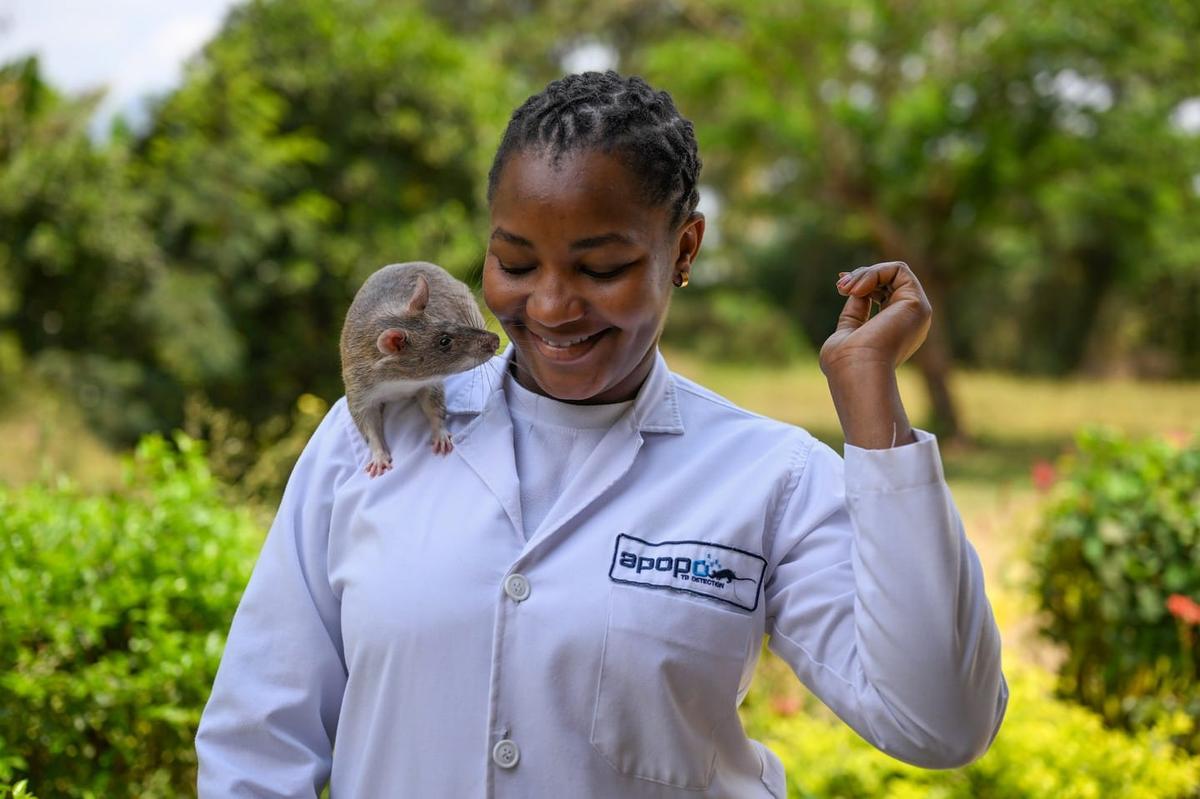 Trained through operant conditioning, the rats signal a positive response by holding their nose in a scent hole for three seconds or longer