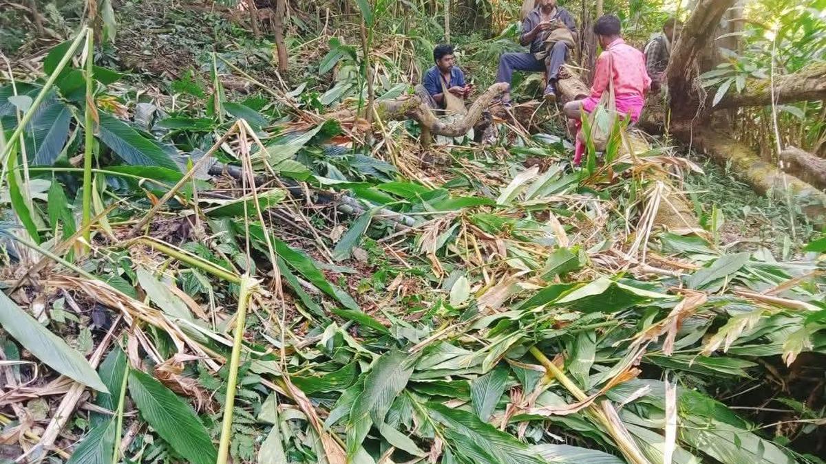 Wild animal attacks threaten lives and livelihoods in Edamalakkudy