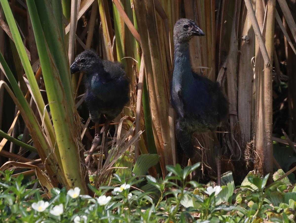 In this image taken at Karapakkam on February 24, 2025 are two moorhen chicks, both displaying a hint of purple on the breast. Photo: Prince Frederick   