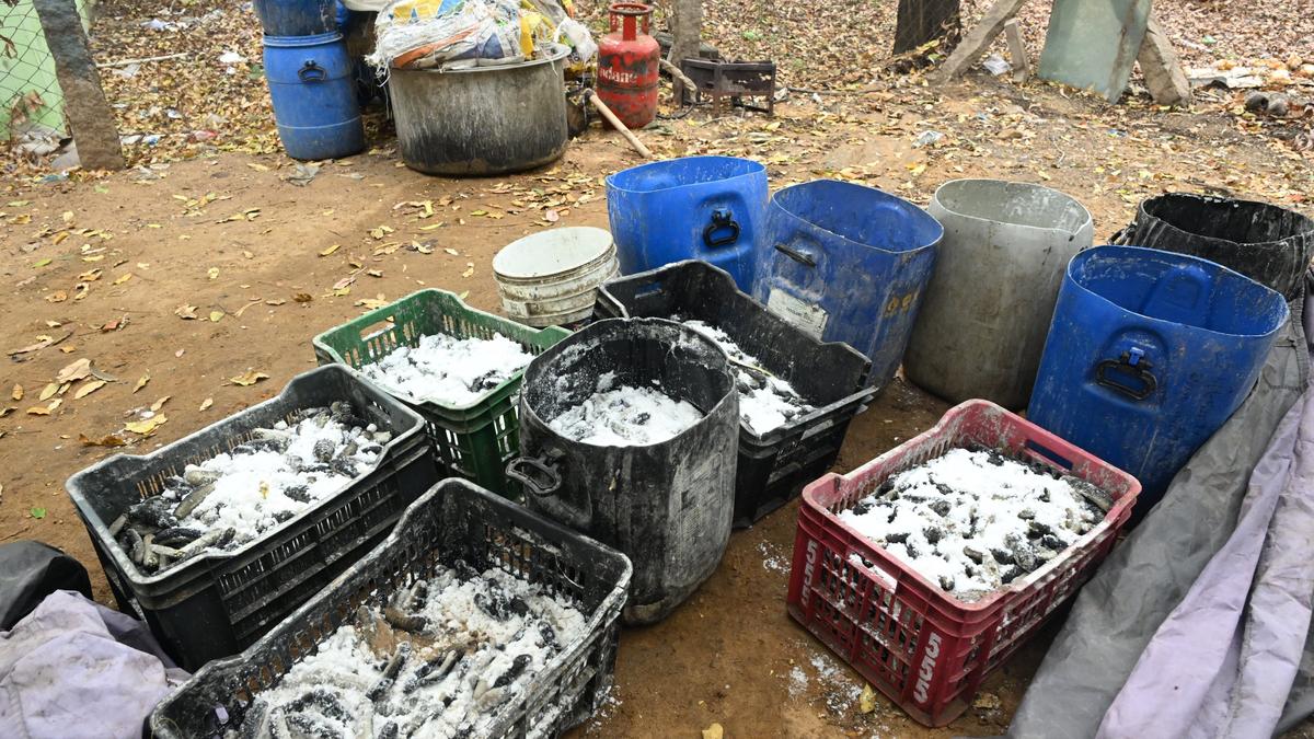 Sea-cucumber worth ₹10 lakh seized in Ramanathapuram district