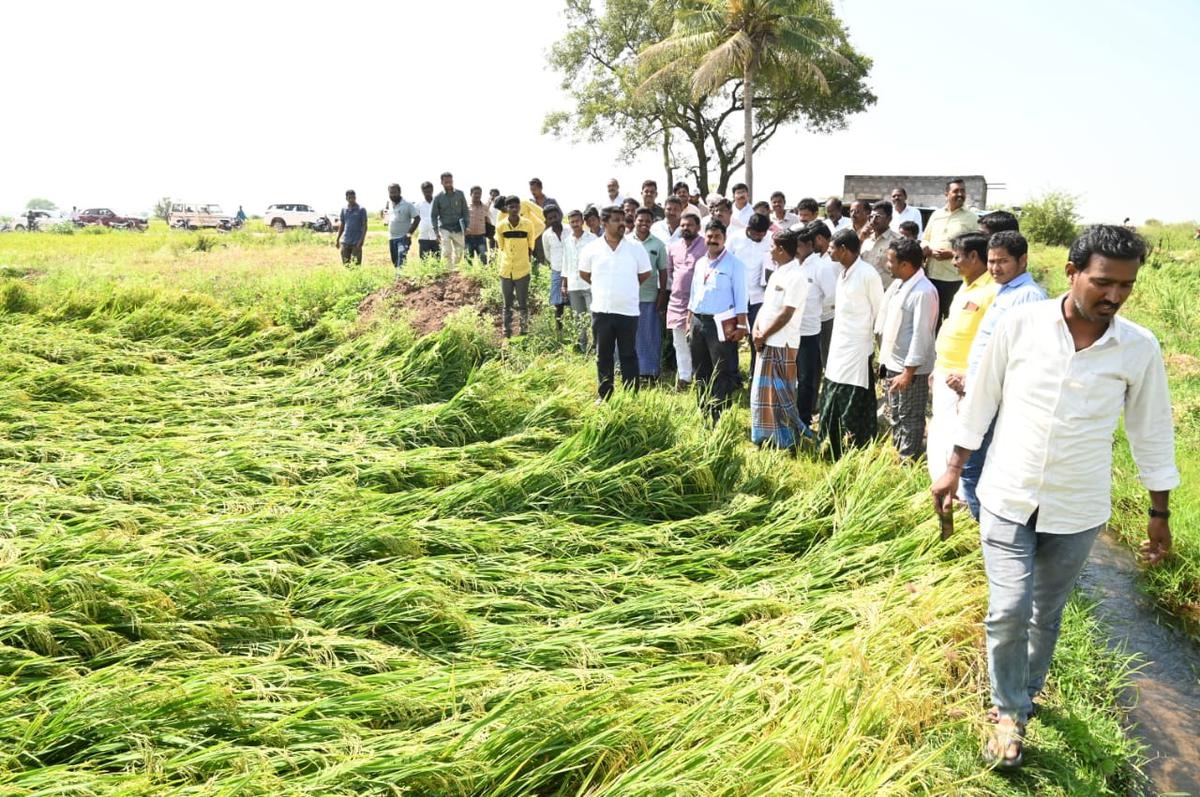Paddy on 4,000 hectares of land destroyed in rain in Yadgir district