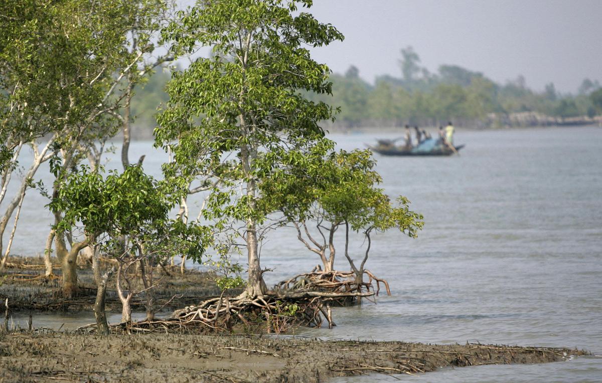 Explained | How Mangroves Help In Averting Climate Change Risks - The Hindu