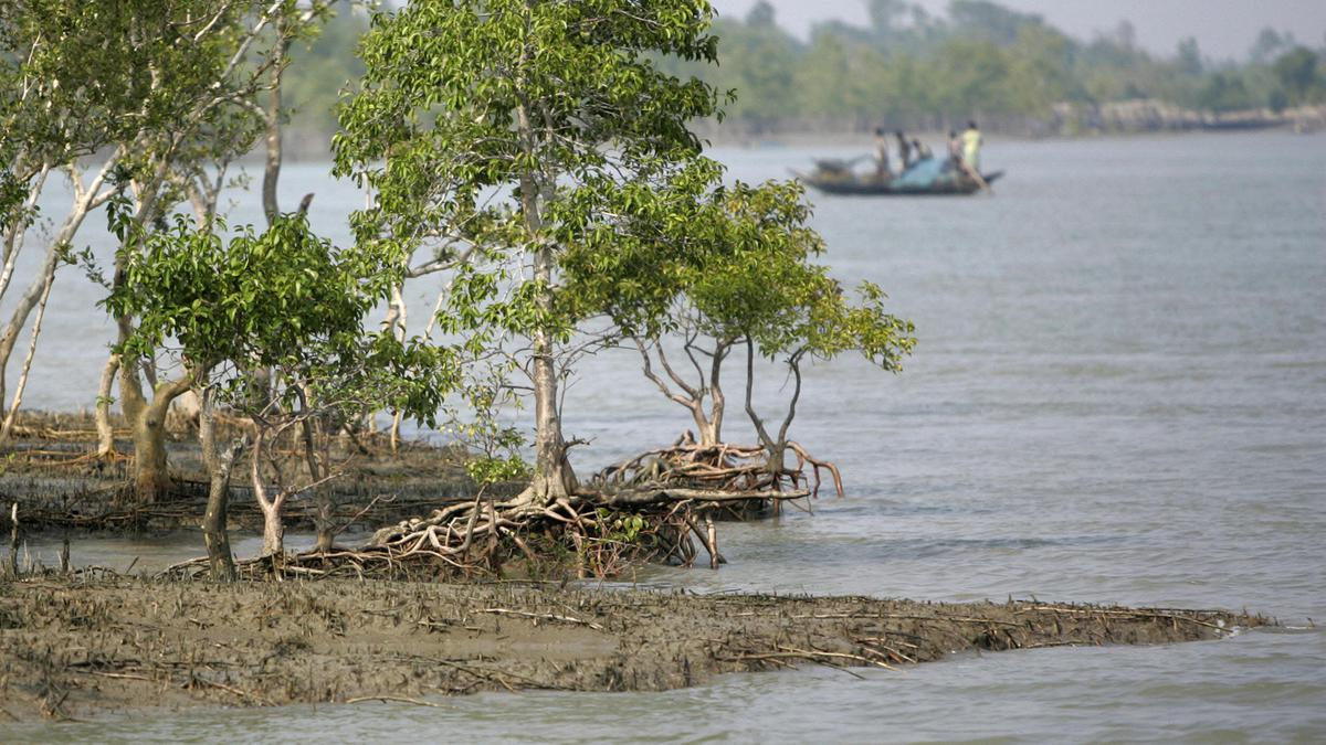 Explained | How mangroves help in averting climate change risks