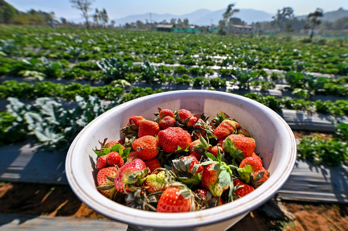 A basket of freshly harvested strawberries at a farm at Lambasingi (known as Andhra’s Kashmir) in the Agency Area of Alluri Sitharama Raju district. The cool and dry climate of Lammasingi is suitable for strawberries. 