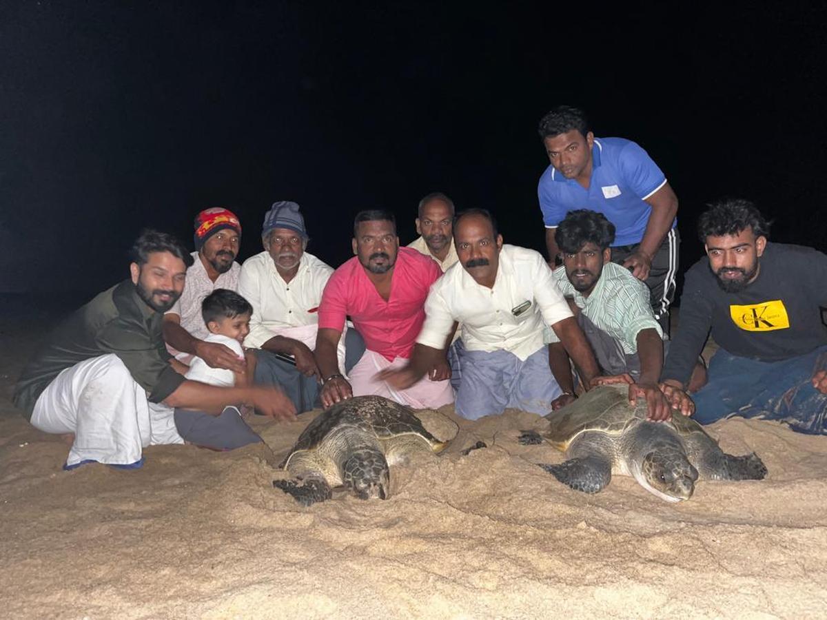 Volunteers of Surya Group with Olive Ridley turtles Volunteers of Surya Group with Olive Ridley turtles