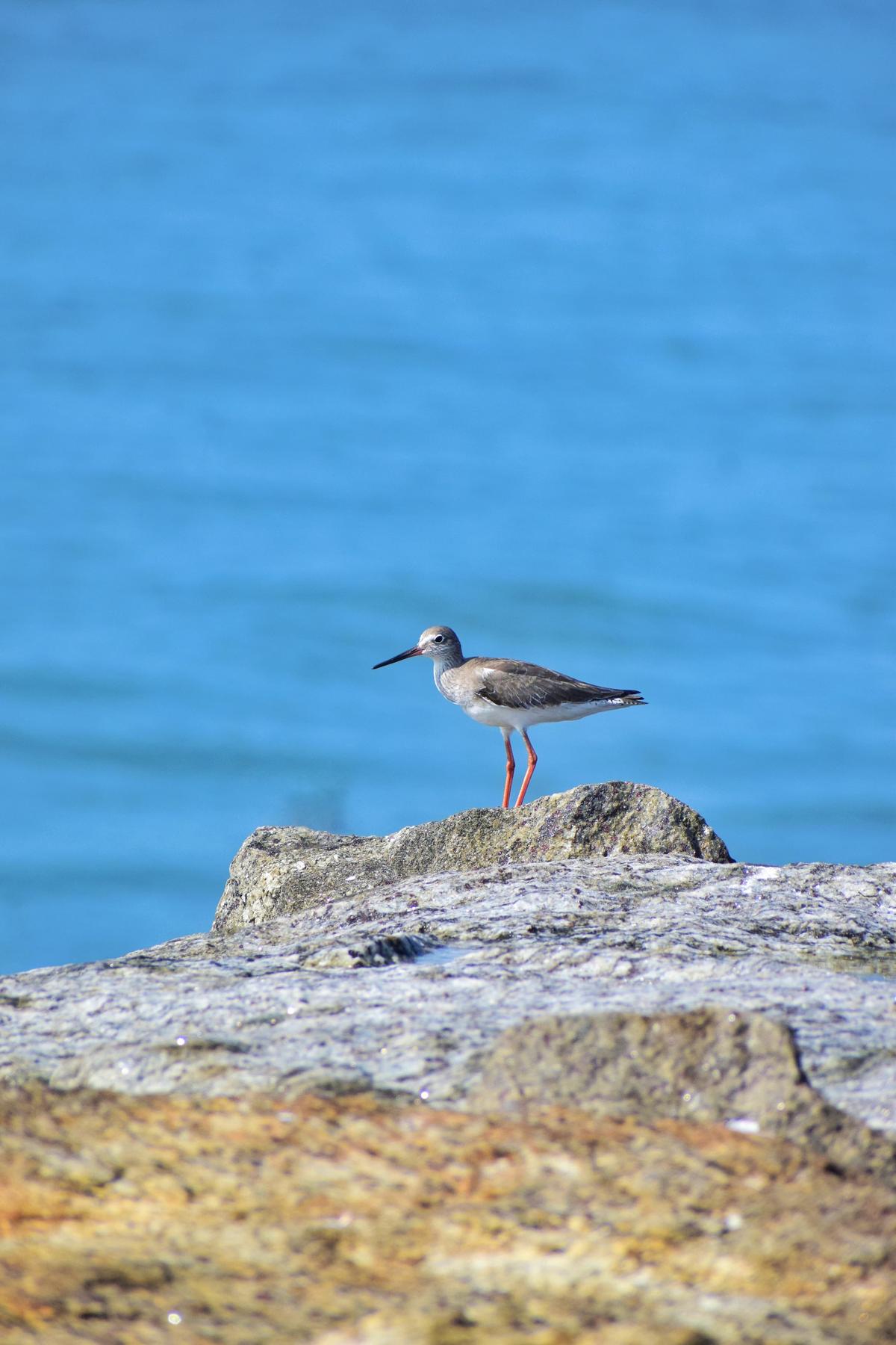 Redshank.