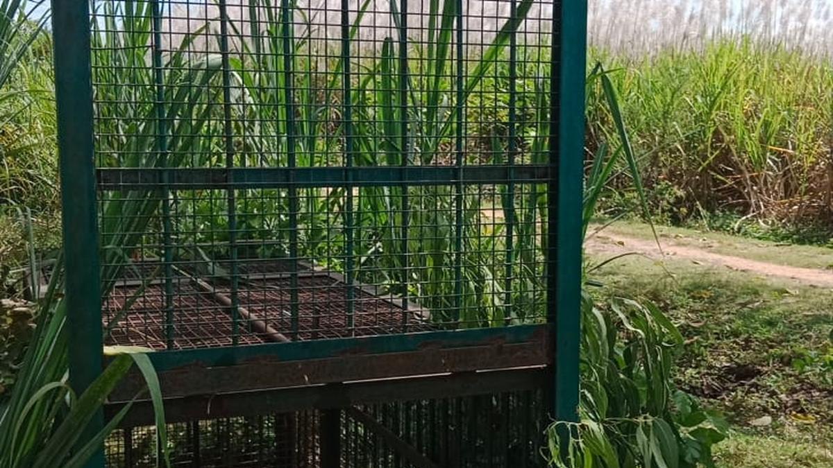 Officials trap leopard suspected of killing two students in Karnataka