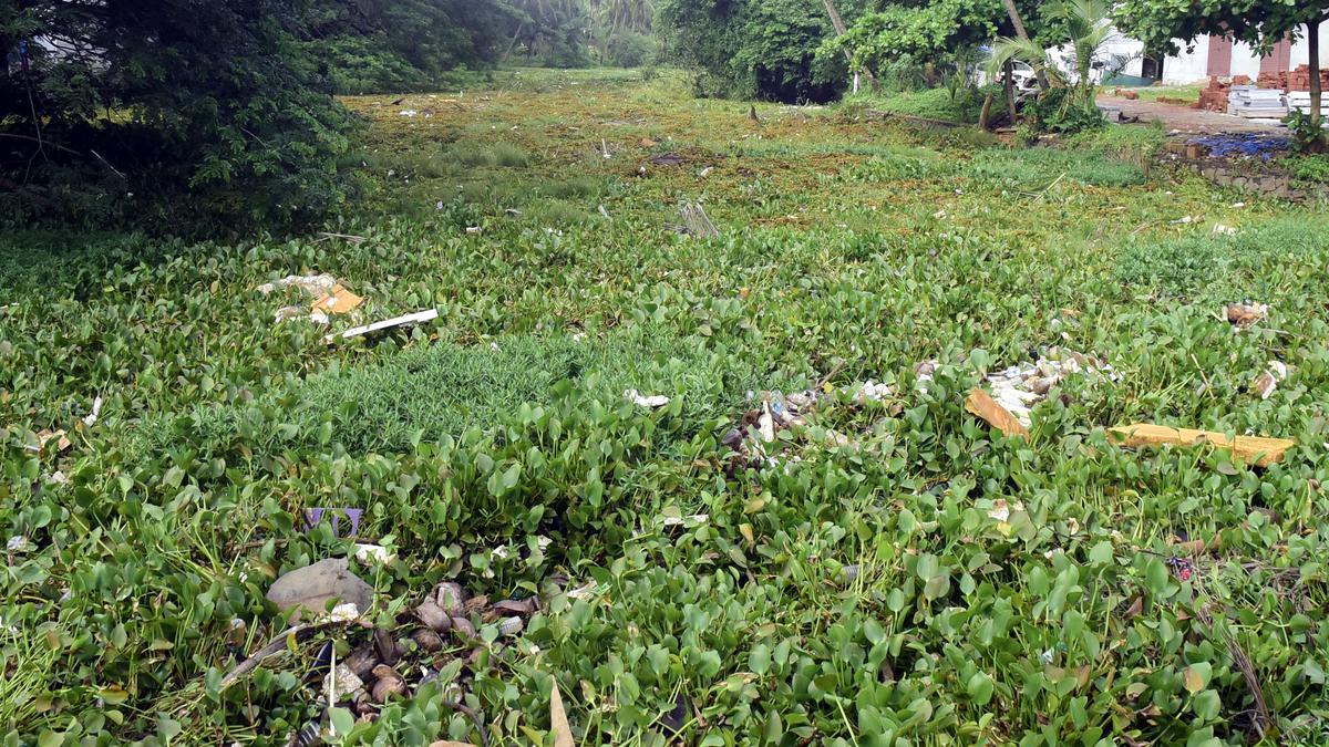 NGT asks Environment dept. to submit detailed report to check menace of water hyacinths