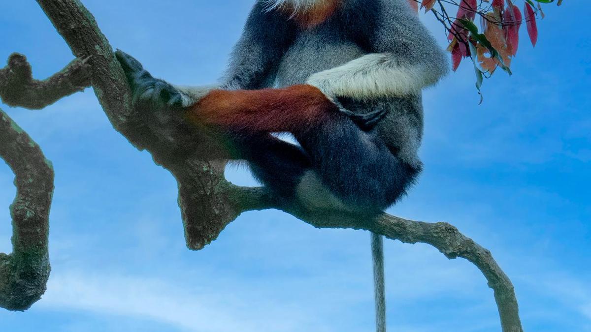 Bengaluru Customs foil wildlife smuggling attempt at KIA