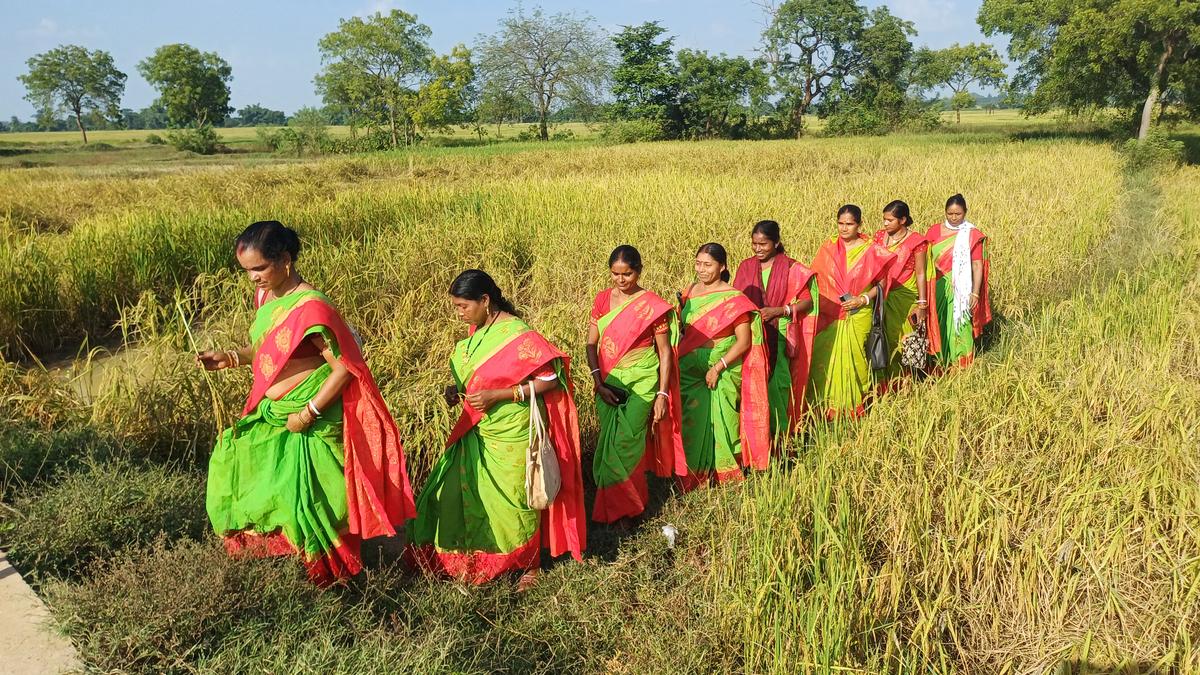 The women who took on organic rice growing, and patriarchy