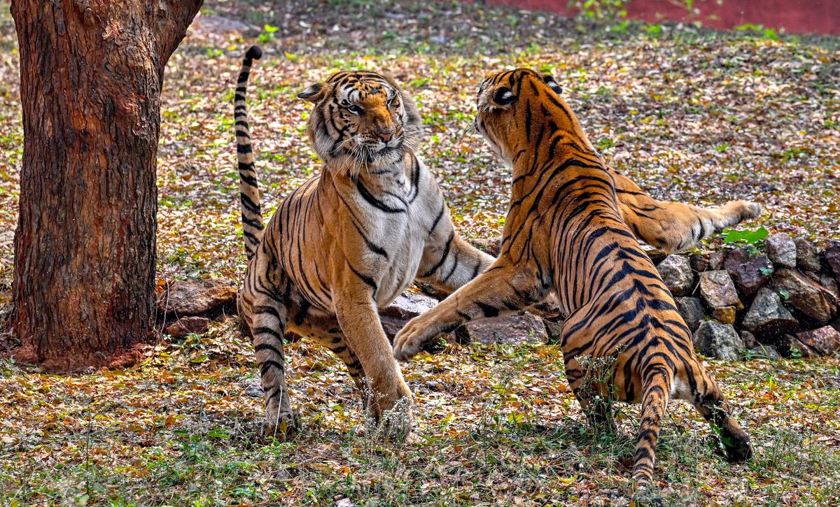विशाखापत्तनम के इंदिरा गांधी प्राणी उद्यान में रॉयल बंगाल टाइगर अपने बाड़े में चंचल मूड में हैं।