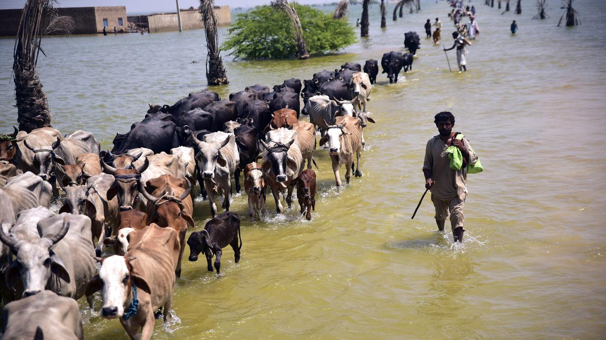 Flood losses likely to slash Pakistan's GDP to 3% from 5%