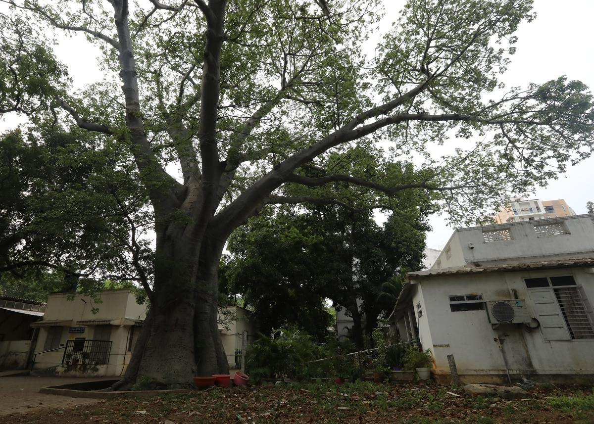 A long shot of the Baobab at Andhra Mahila Sabha on August 12, 2025. 