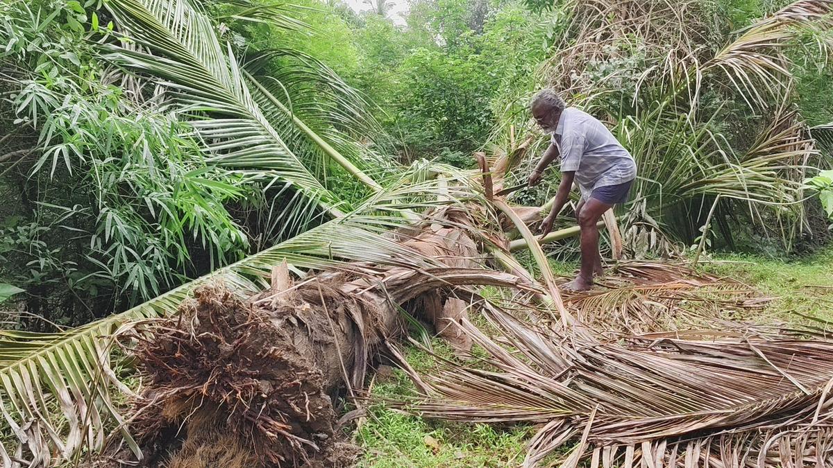 Wild elephants damaging coconut farms along Western Ghats near Rajapalayam